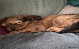 Mixed Breed dogs for sale: Shichi X mini Dachshund female pups 🐶💕 - Image 1