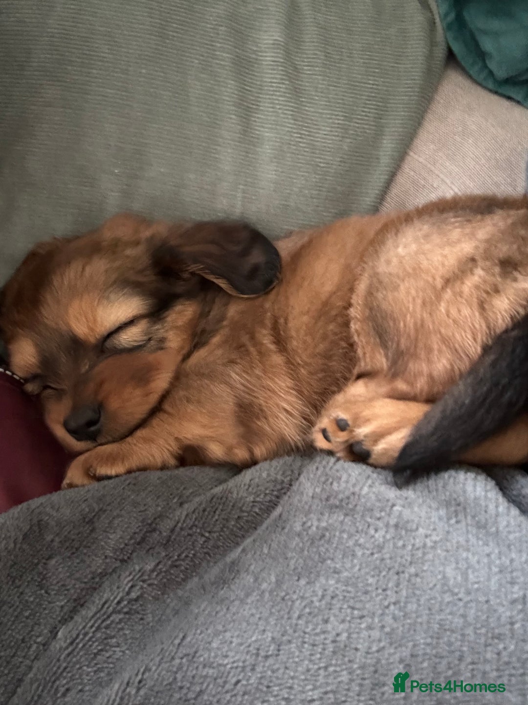 Mixed Breed dogs for sale: Shichi X mini Dachshund female pups 🐶💕 - Image 1