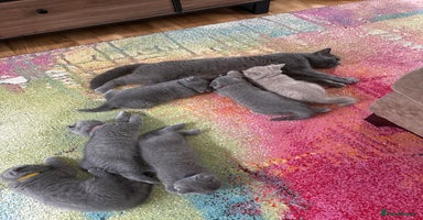 British Shorthair cats - Advert 4
