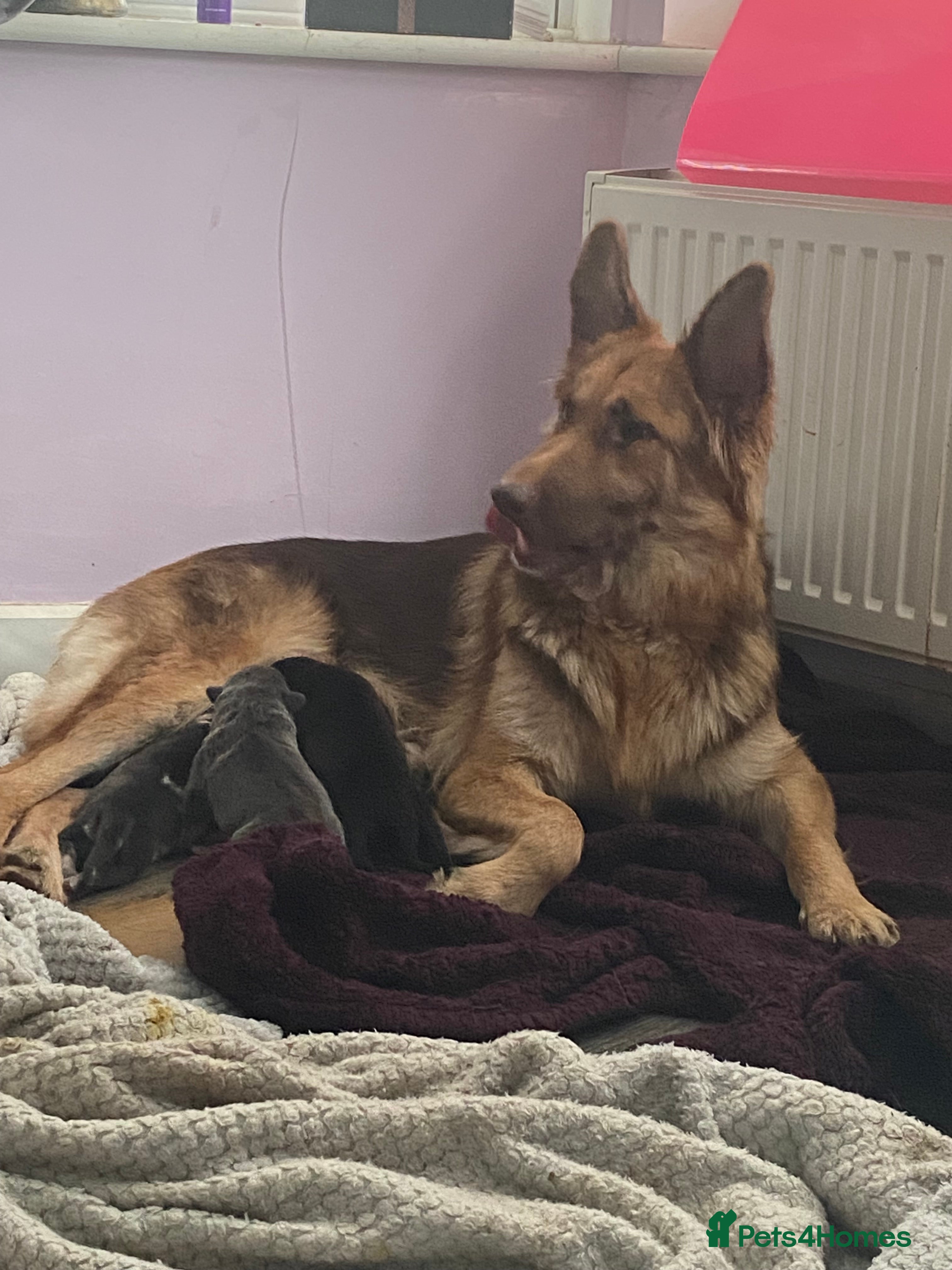 Mixed Breed dogs Can shepards - Advert 8