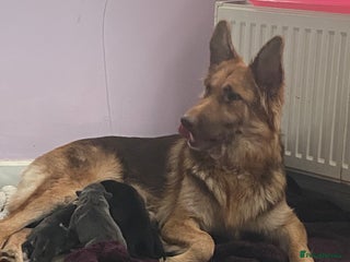 Mixed Breed dogs Can shepards - Advert 1