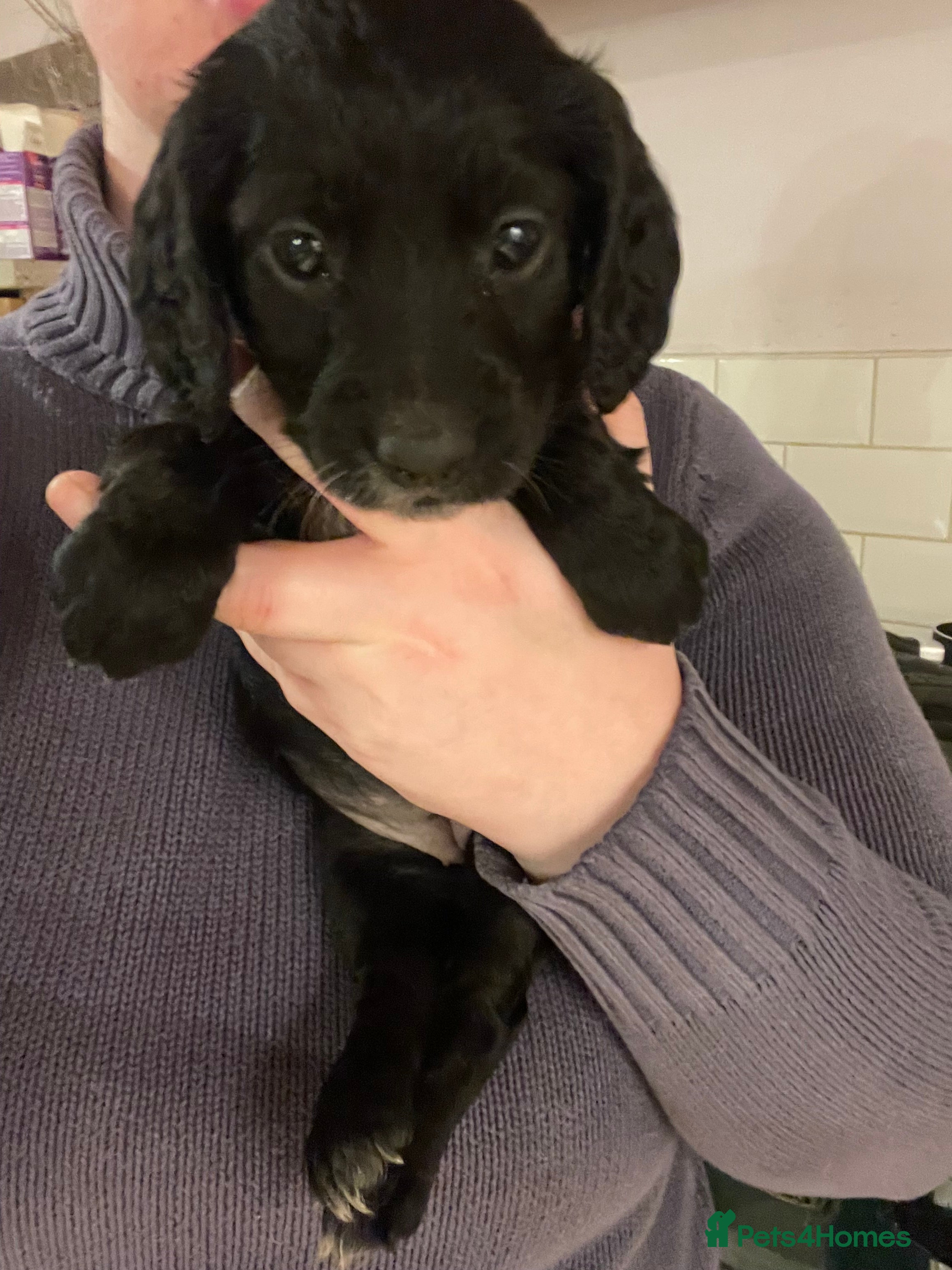 Cocker Spaniel dogs KC Registered Health Tested Working Cocker Spaniel - Advert 1