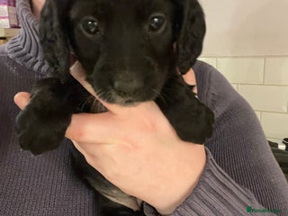 Cocker Spaniel dogs KC Registered Health Tested Working Cocker Spaniel - Advert 1