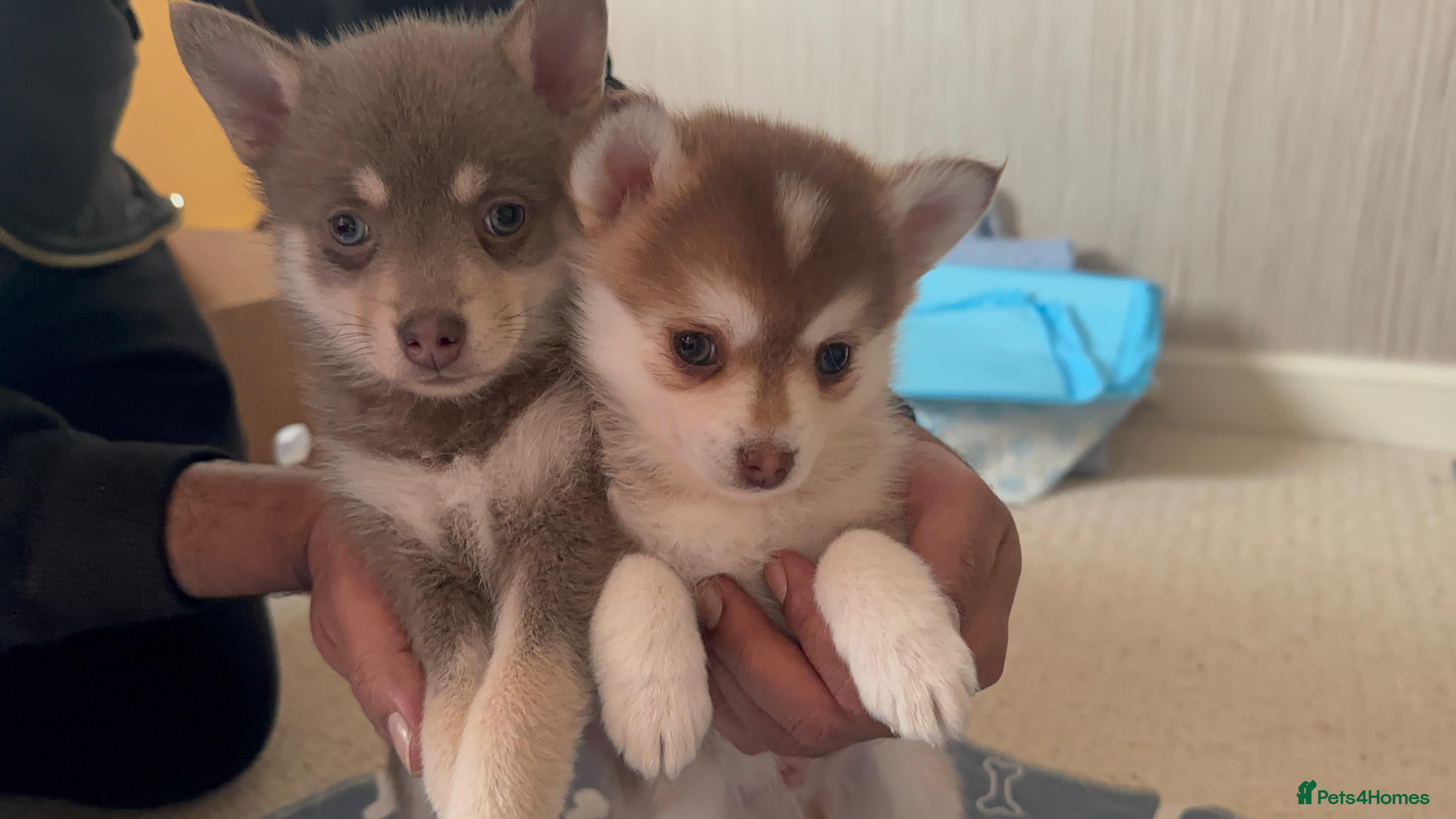 Pomsky dogs Available- 2 boys- small Fluffy Pomsky pups - Advert 11