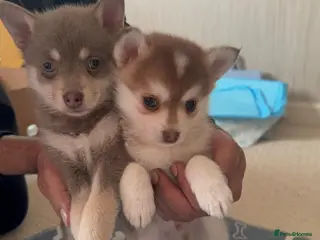 Pomsky dogs Available- 2 boys- small Fluffy Pomsky pups - Advert 11