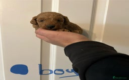 Toy Poodle dogs for sale: Beautiful KC registered Toy Poodles  - Image 4