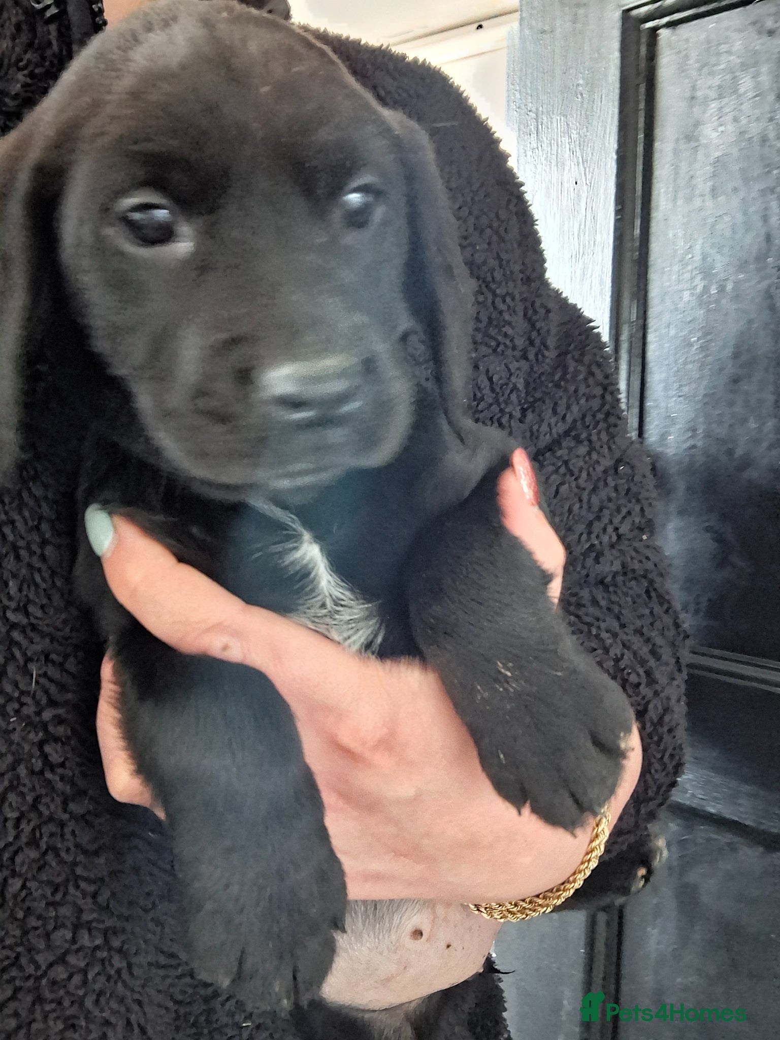 Cockerdor dogs Ready now! Adorable litter of F1 Cockador puppies  - Advert 5