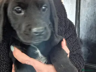 Cockerdor dogs Ready now! Adorable litter of F1 Cockador puppies - Advert 1