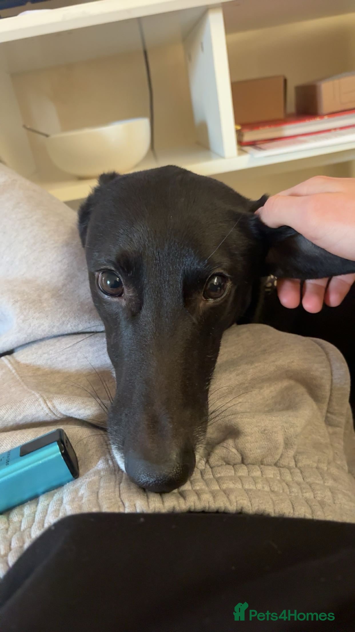 Greyhound dogs Lycan  - Advert 1