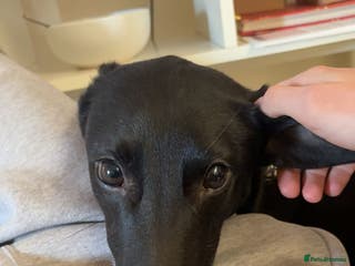 Greyhound dogs Lycan - Advert 2