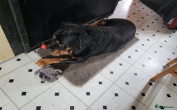 Rottweiler dogs for sale: Male Rottie - Image 3