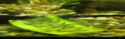 Shrimps fish for sale: Blue Jelly Neocaridina Shrimp in Derby - Advert 2