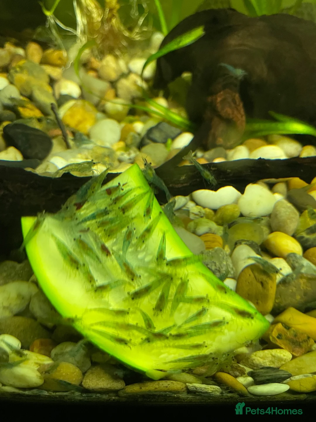 Shrimps fish for sale: Blue Jelly Neocaridina Shrimp in Derby - Advert 2