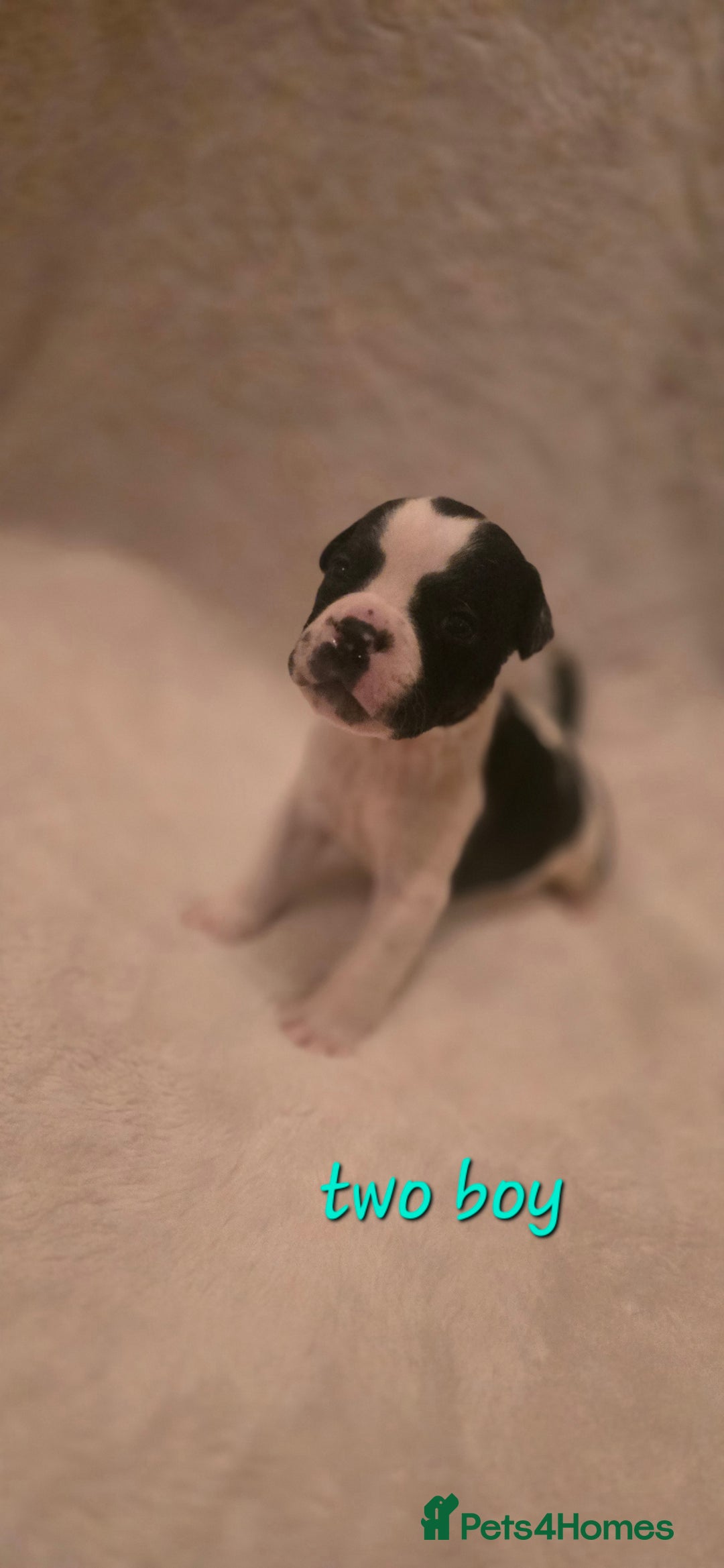 Mixed Breed dogs for sale: Olde english × staffie pups  - Advert 3