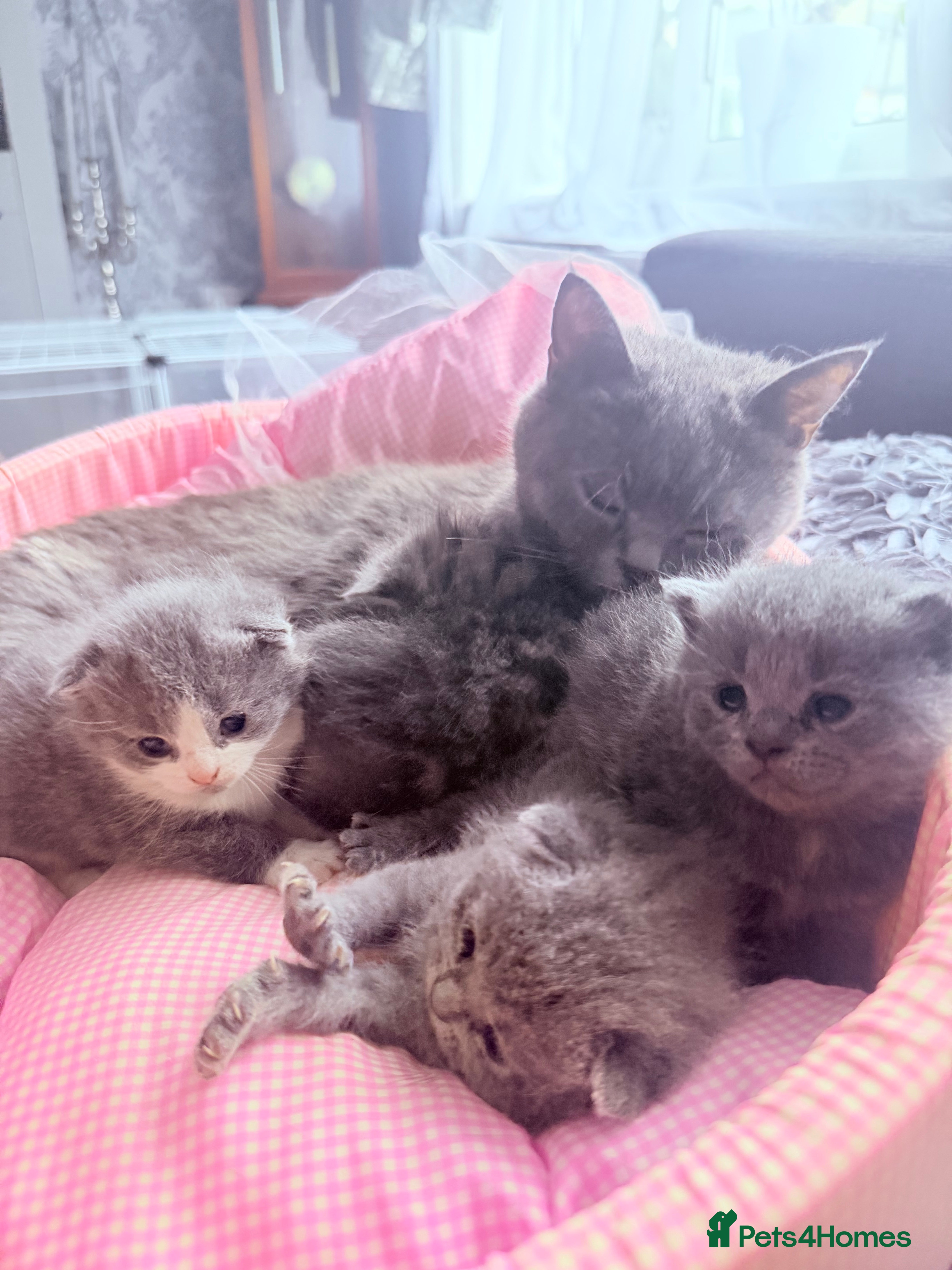 British Shorthair cats Ready for reservations British  - Advert 2