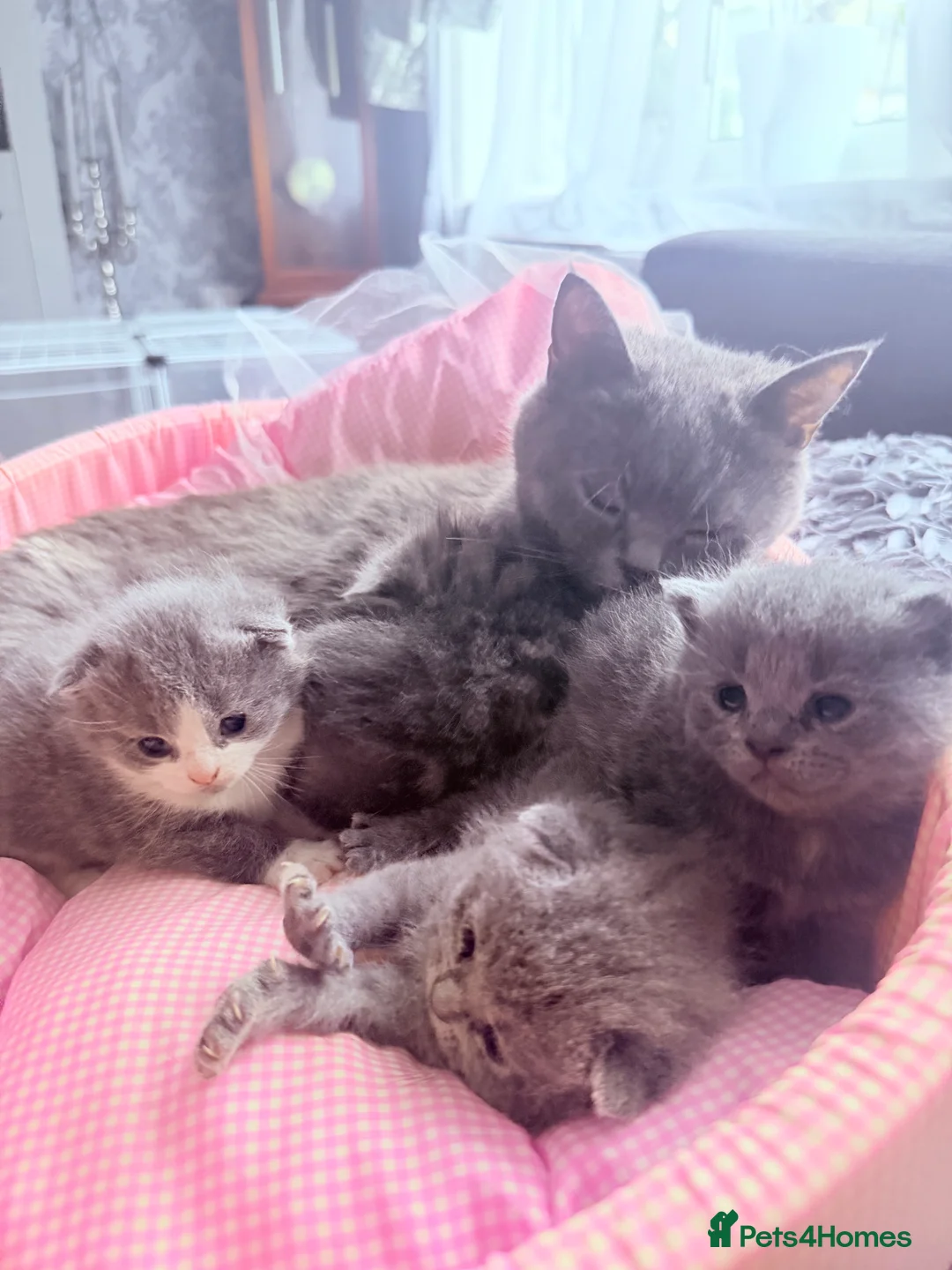 British Shorthair cats for sale: Ready for reservations British  - Advert 2