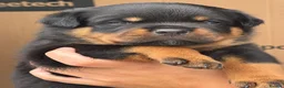 Rottweiler dogs for sale:     Premium KC Registered Rottweilers - Advert 2