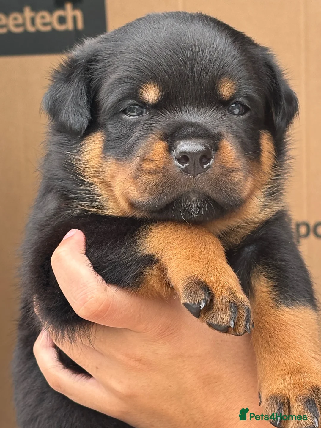 Rottweiler dogs for sale:     Premium KC Registered Rottweilers - Advert 2