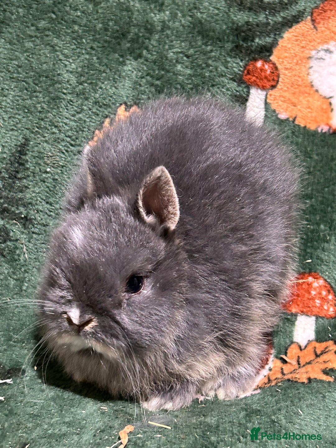 Netherland Dwarf rabbits for sale: Baby Netherlands Dwarf Bunnies  - Advert 2