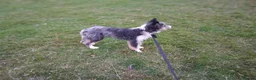 Mixed Breed dogs for sale: Fluff in Lancaster - Advert 2