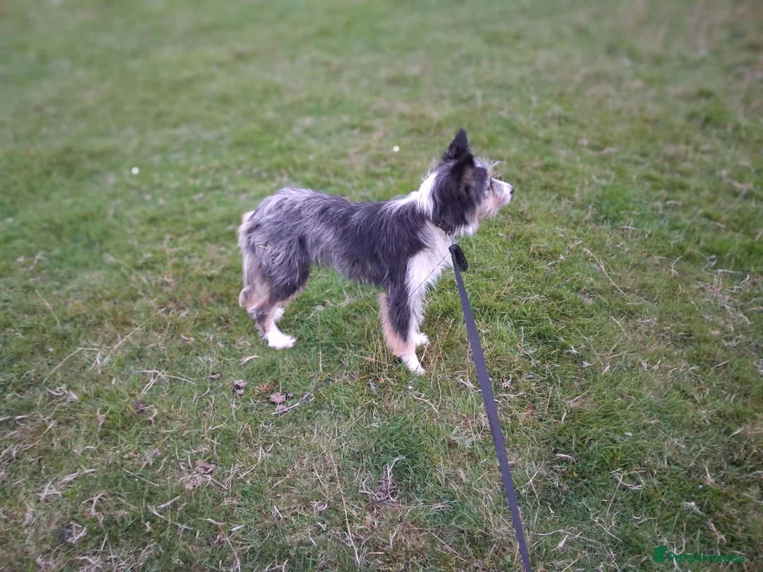 Mixed Breed dogs for sale: Fluff in Lancaster - Advert 2