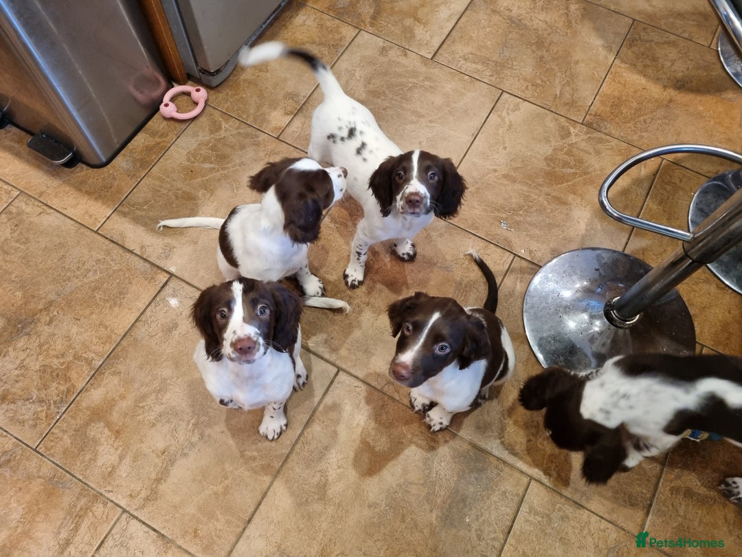 English Springer Spaniel dogs for sale: English springer spaniel puppies  - Image 26