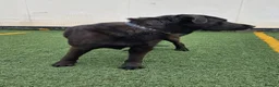 Mixed Breed dogs for adoption: Meet Rey ❤️ 🐾 - Advert 6