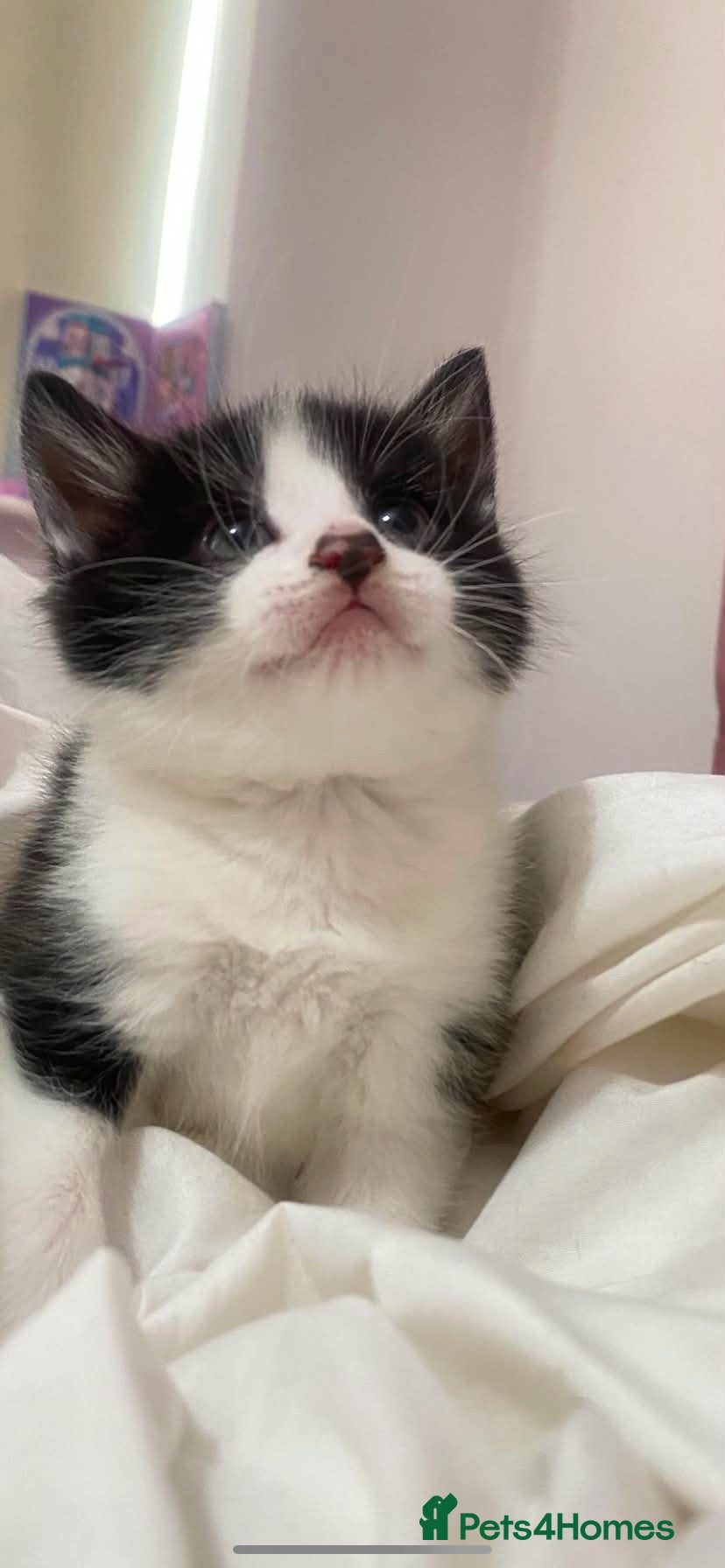 Norwegian Forest Cat cats Our beautiful Norwegian forest babies 🩵 - Advert 15