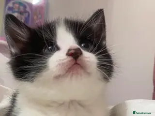 Norwegian Forest Cat cats Our beautiful Norwegian forest babies 🩵 - Advert 15