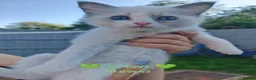 Ragdoll cats for sale: 6 beautiful pure ragdoll kittens - Advert 9