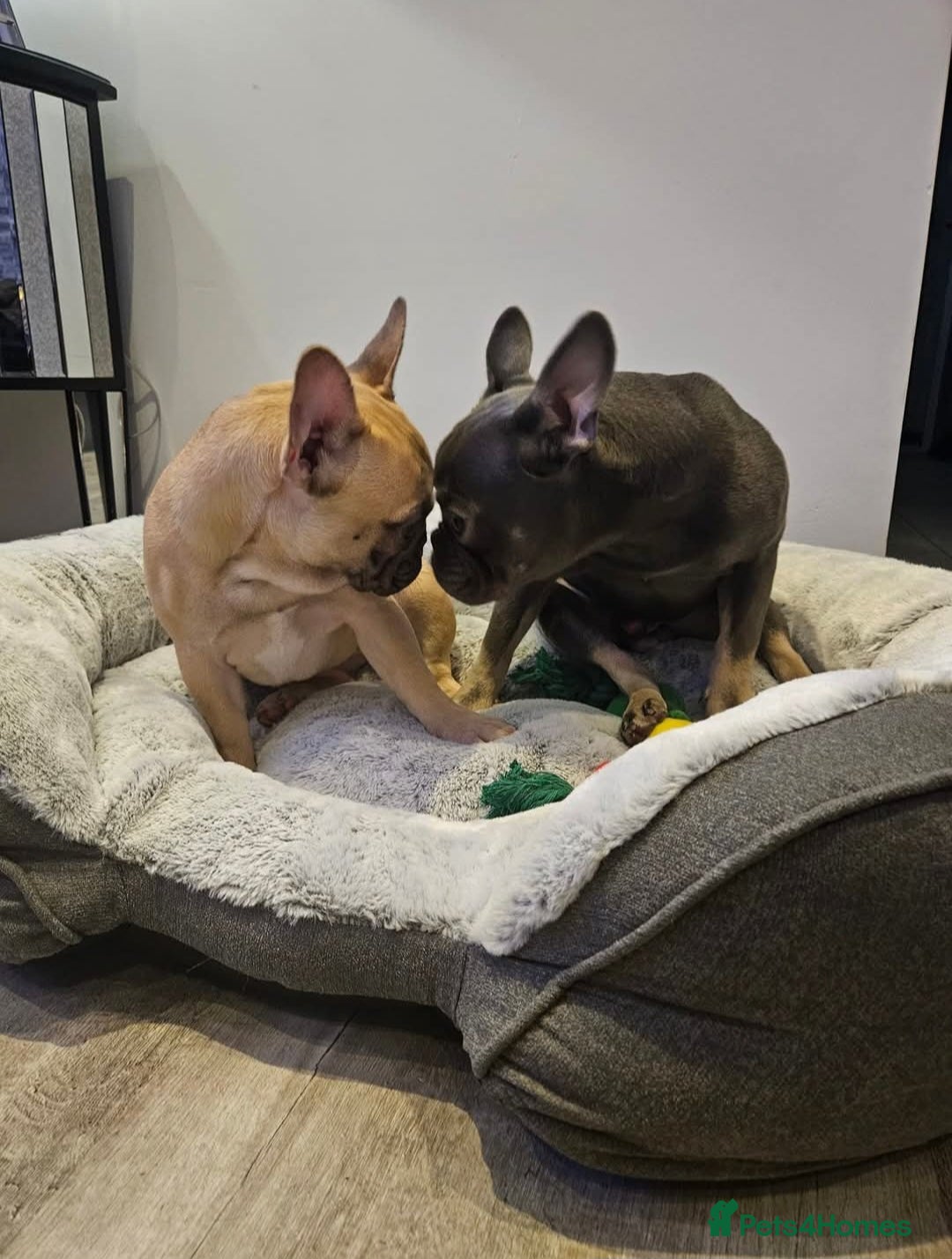 French Bulldog dogs for sale: READY FOR NEW HOME french bulldogs🩷🩷🩵 - Image 5
