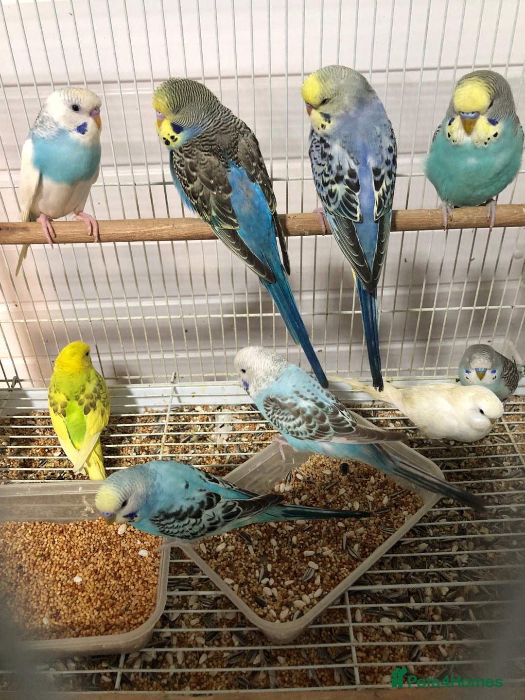 Budgerigars birds for sale: Beautiful baby budgies for sale. - Image 8