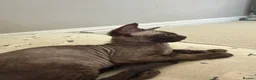 Devon Rex cats for sale: Two mischievous Devon Rex boys  - Advert 7