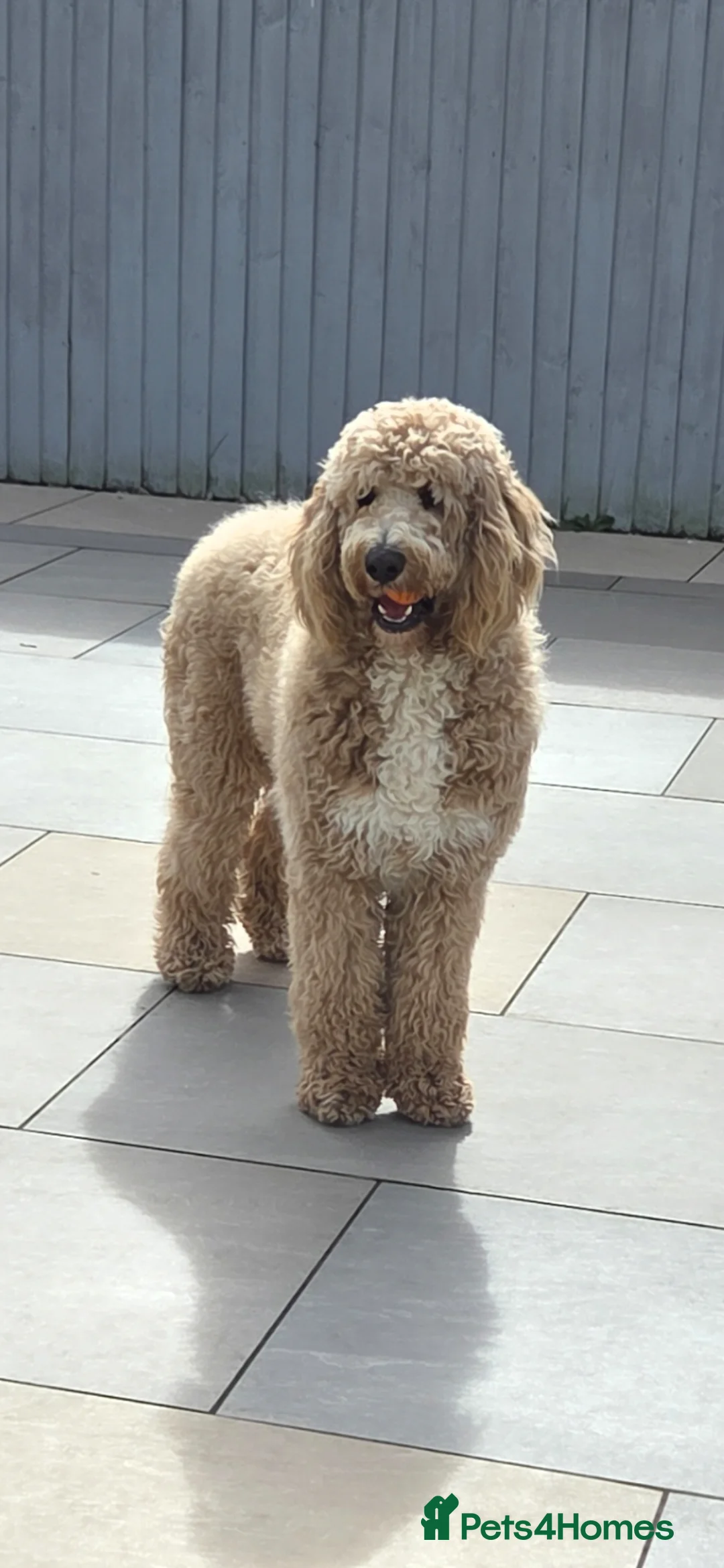 Mixed Breed dogs for sale: UNIQUE & ADORABLE FIB ST  BERDOODLE MALE AGE 1YR  - Advert 2