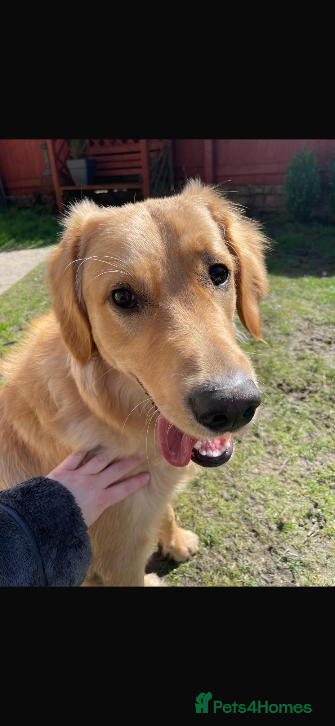 Golden Retriever dogs for sale: Alife  - Advert 6