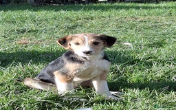 Mixed Breed dogs for sale: Sheepdog puppies - Image 6