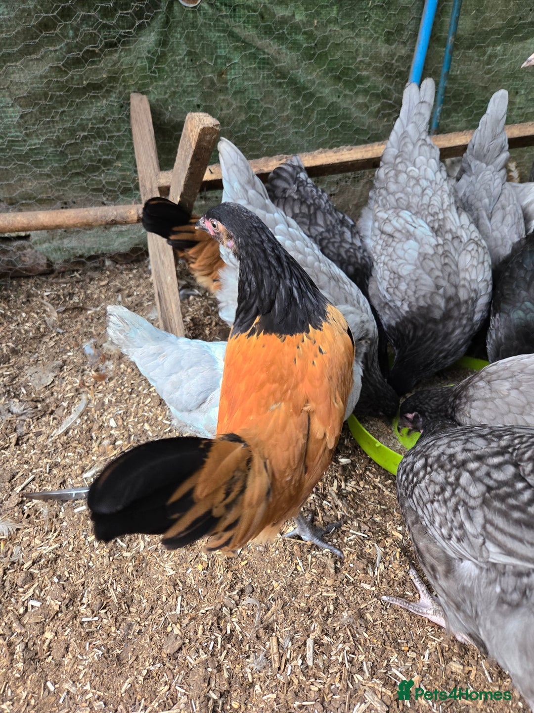 Chickens poultry for sale: Chickens for sale  - Image 1