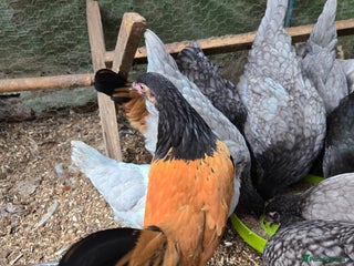 Chickens poultry - Advert 19