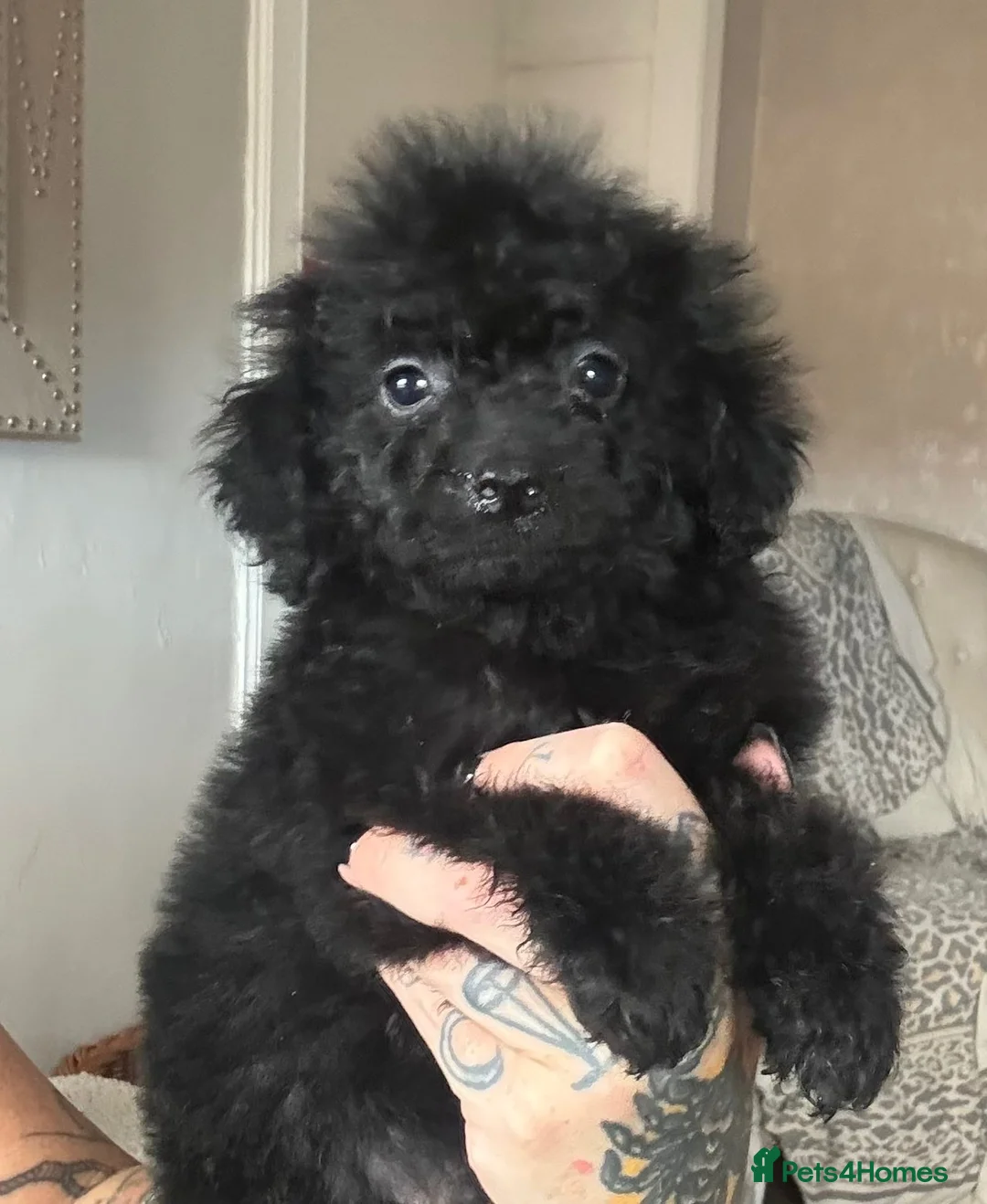 Cockapoo dogs for sale: 2 boys left F1b black boys  - Advert 2