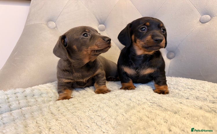 Miniature Dachshund dogs Miniature Dachshund - Advert 5