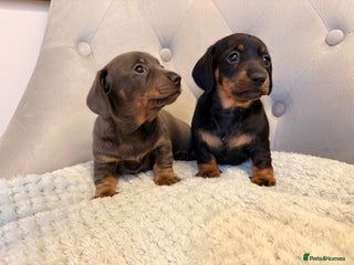 Miniature Dachshund dogs Miniature Dachshund - Advert 13