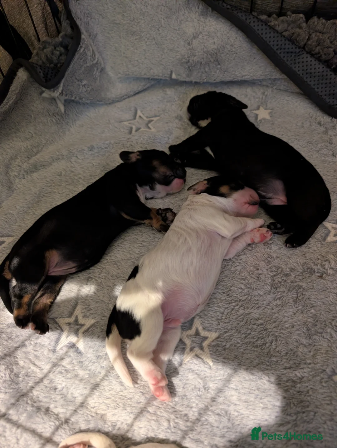 Cockapoo dogs for sale: Beautiful little of 5 Cockerpoos - Advert 36