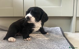 Cocker Spaniel dogs for sale: Cracking Cocker Spaniels  - Image 17