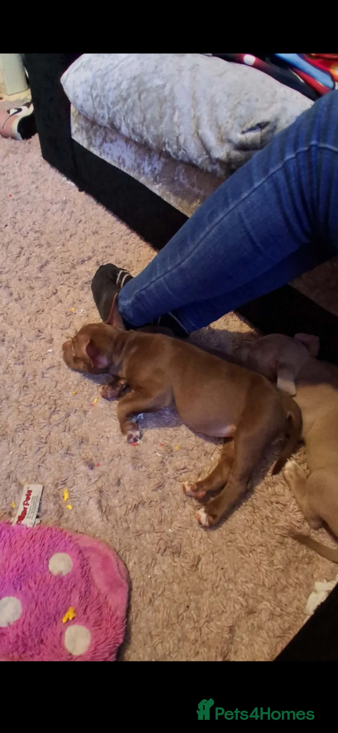 American Bully dogs for sale: Pocket bully female  in Leicester - Advert 2