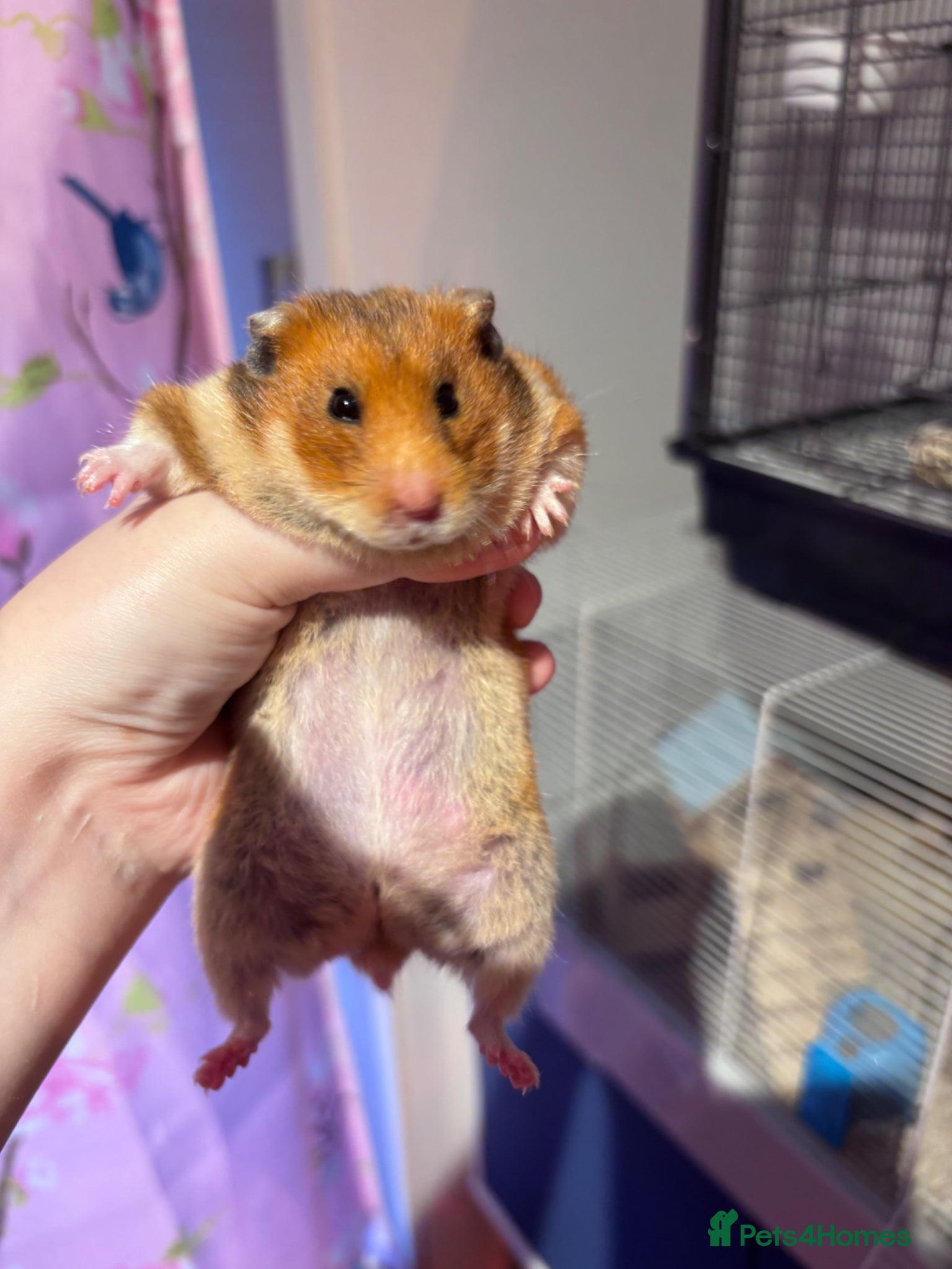 Hamster rodents Lovely friendly female Syrian hamster  - Advert 1