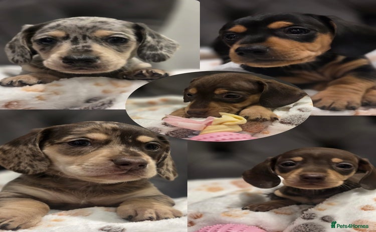 Miniature Dachshund dogs Incredible Quality KC pups Cream & Champion lines - Advert 1