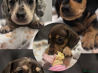 Miniature Dachshund dogs Incredible Quality KC pups Cream & Champion lines - Advert 10