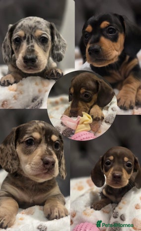 Miniature Dachshund dogs Incredible Quality KC pups Cream & Champion lines - Advert 1