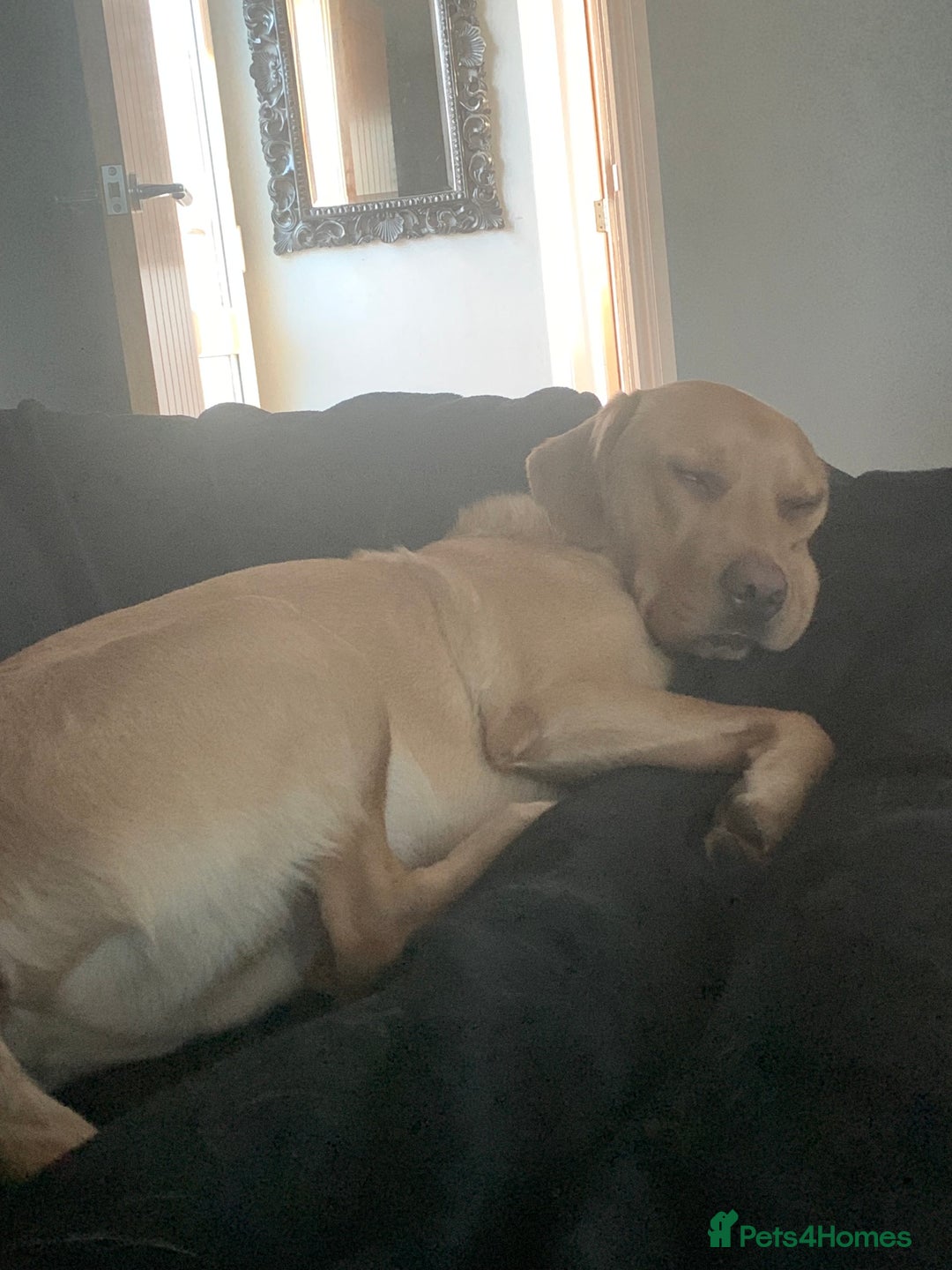 Labrador Retriever dogs for sale: My boy Lenny  - Image 22