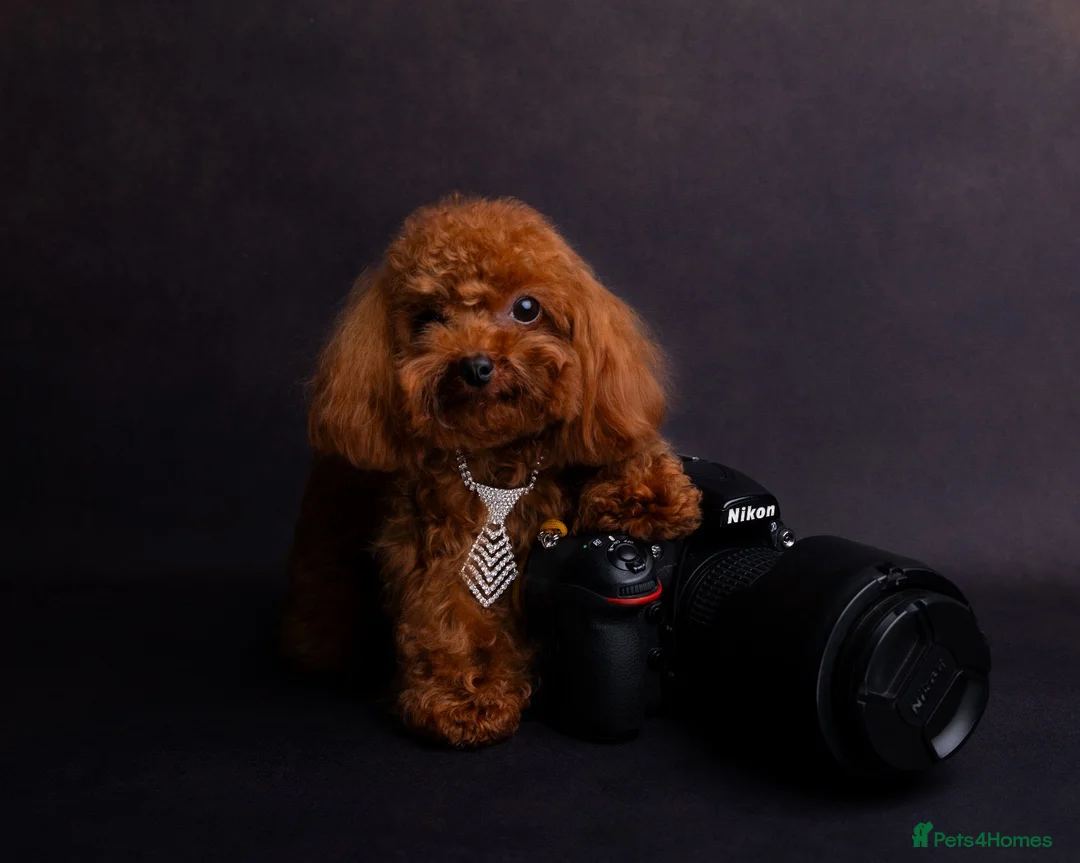 Toy Poodle dogs for stud: Asian Toy poodle -TEDDYCUP in Kettering - Advert 4